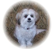 Bandi Serves As Office Greeter at Christensen Chiropractic